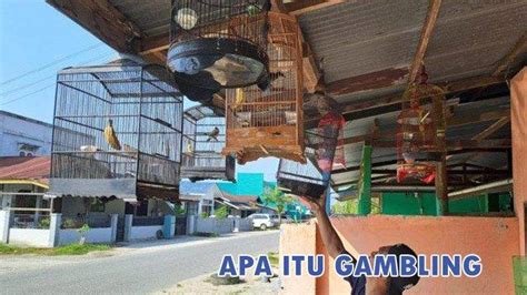 arti gamblis|Arti kata Gamblis .